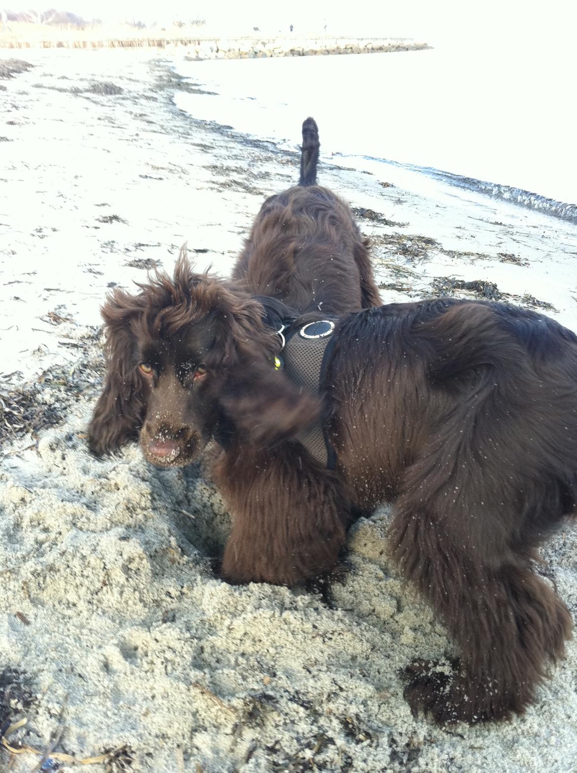 Cocker spaniel Lulu - Lulu, på sin daglige strandtur, 01.03.2012 billede 11