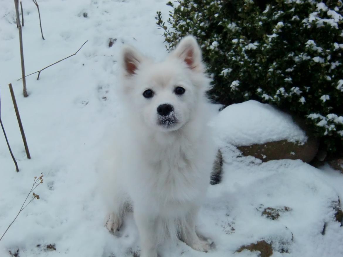 Japansk spids Aika billede 9