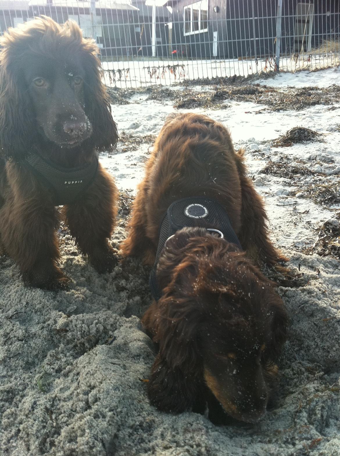 Cocker spaniel Lulu - Flyt dig bror Henry, lad nu Lulu grave. billede 12