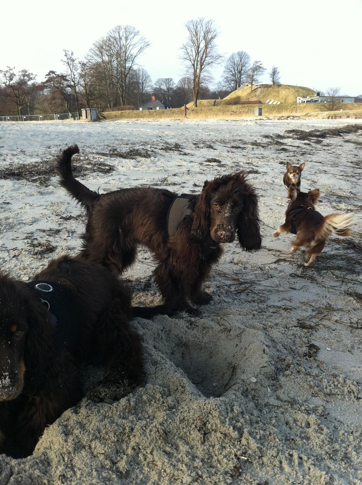 Cocker spaniel Lulu - Lulu, 7 mdr. gammel. 01.03.2012 billede 10