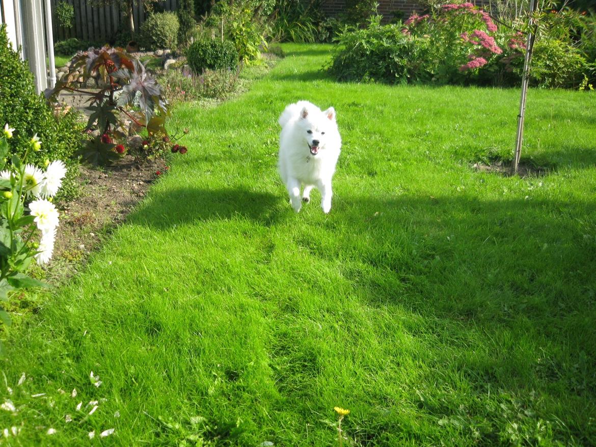 Japansk spids Aika billede 8