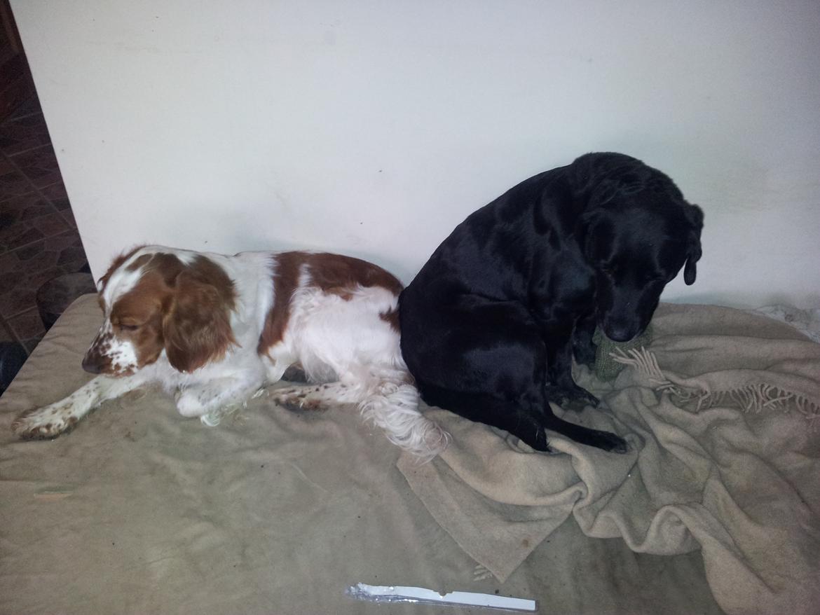 Welsh springer spaniel Flicka † - Taget d. 31-02-12 
Flicka og Dina..  billede 18