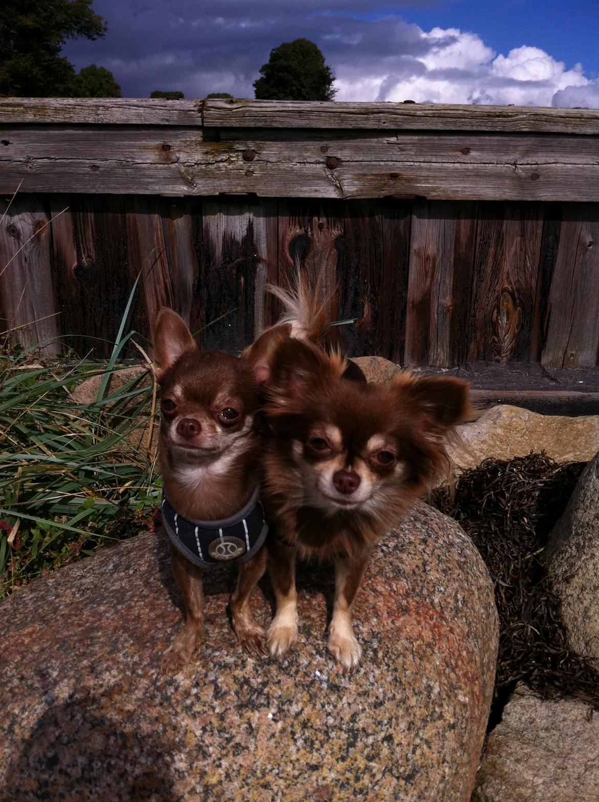 Chihuahua Barbie - Barbie på stranden, 2011, med sin fætter Mr. T billede 13