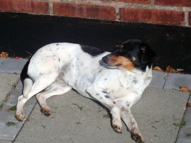 Dansk svensk gaardhund kejsa ( min morfars ) billede 2