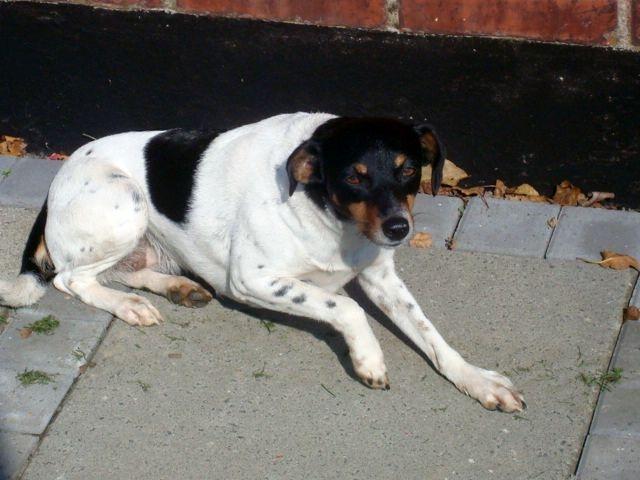 Dansk svensk gaardhund kejsa ( min morfars ) billede 1