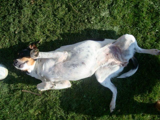 Dansk svensk gaardhund kejsa ( min morfars ) billede 3