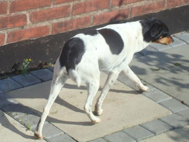 Dansk svensk gaardhund kejsa ( min morfars ) billede 4