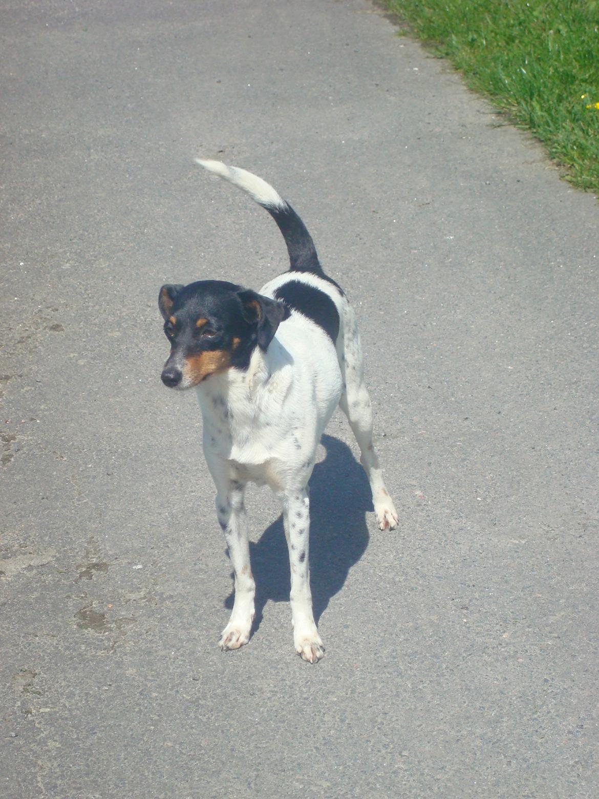 Dansk svensk gaardhund kejsa ( min morfars ) billede 5