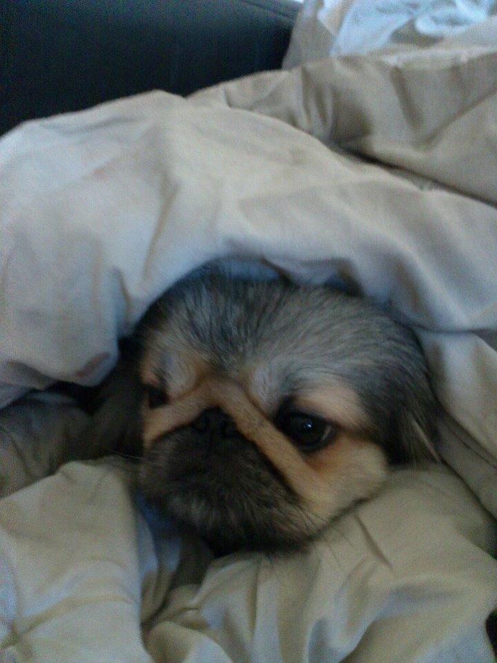 Pekingeser Cherie billede 2