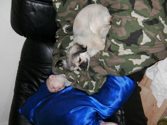 Pekingeser Cherie billede 3