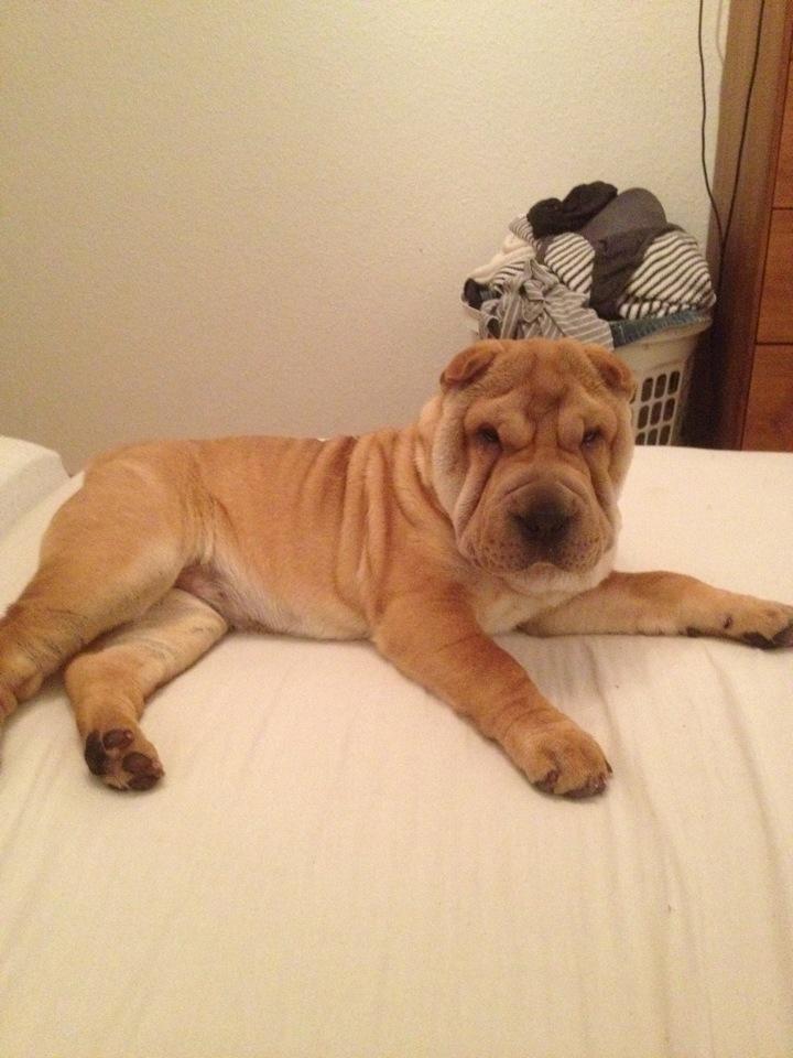 Shar pei Bertha - Som hun ser ud i dag. billede 15