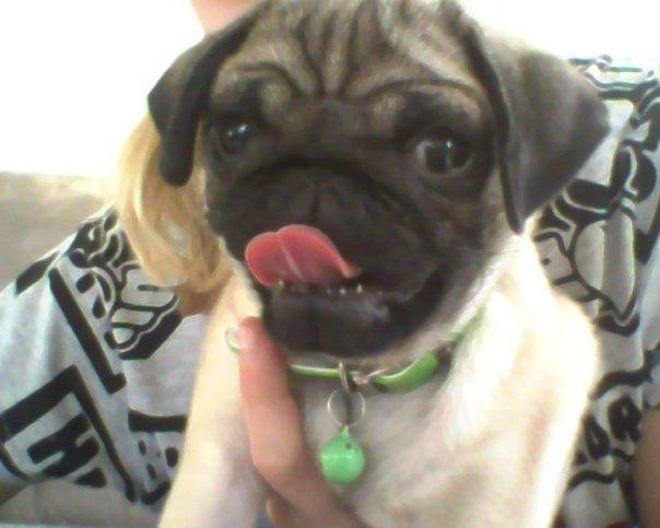 Mops Molly *RIP* - Molly Foråret 2009 billede 1