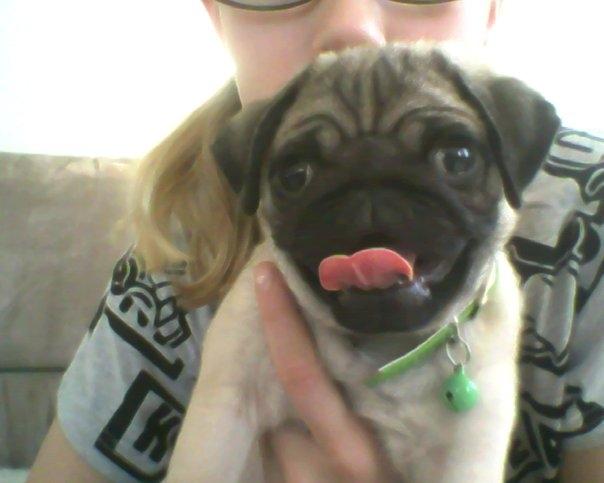 Mops Molly *RIP* - 2009 billede 2