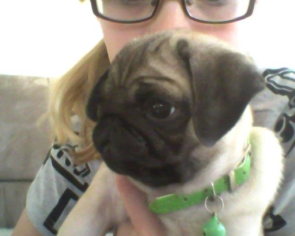 Mops Molly *RIP* - 2009 billede 3