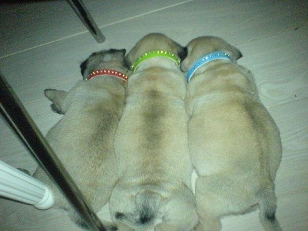 Mops Molly *RIP* - Fra V: Mopse, Molly & Mille billede 4