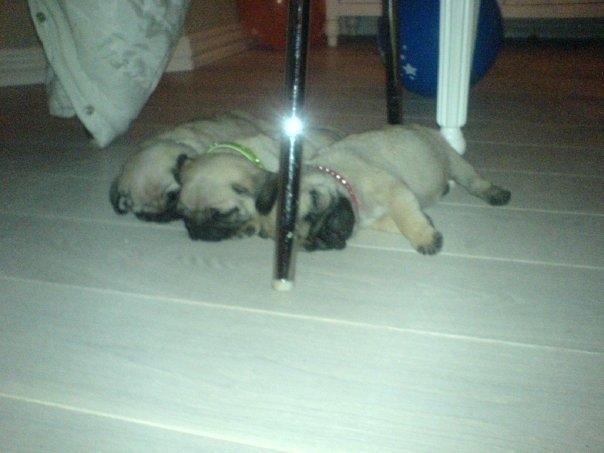 Mops Molly *RIP* - I midten. billede 5