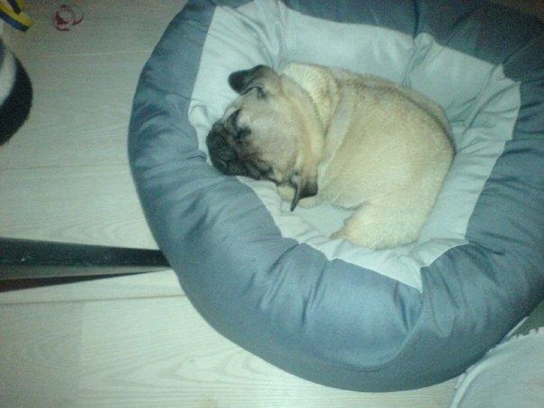 Mops Molly *RIP* - Molly har overtaget Missens kurv billede 6