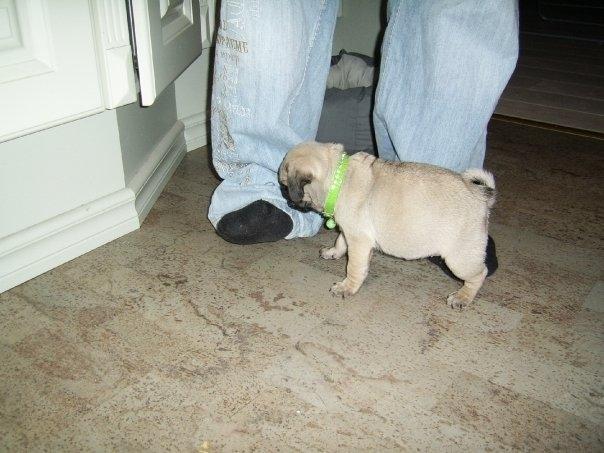 Mops Molly *RIP* - Pus dem!!! billede 7