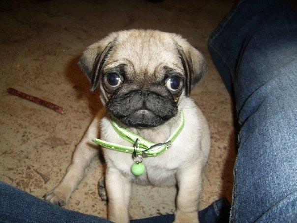 Mops Molly *RIP* - Elsker dig!<3 billede 8