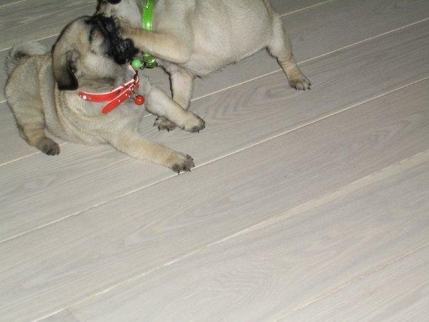 Mops Molly *RIP* - Leger sammen med søsteren Mopse som er moderen til vores nye hund Molly billede 9