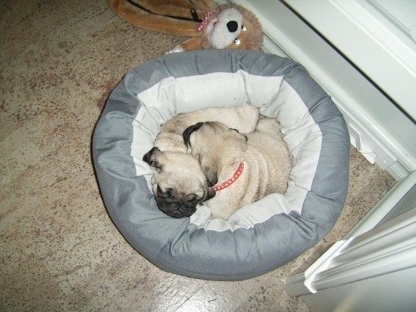 Mops Molly *RIP* - Molly & Mopse var bedste venner! <3 billede 10