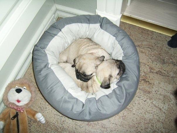 Mops Molly *RIP* - Én gang, altid. <3 billede 11