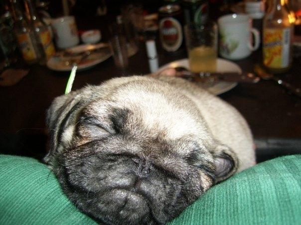 Mops Molly *RIP* - Molly gik kold nytårsaften. billede 12