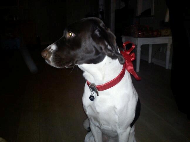 Blanding af racer Tilde (Frandsen) - Tiller Diller, siger God Jul!! :D billede 1