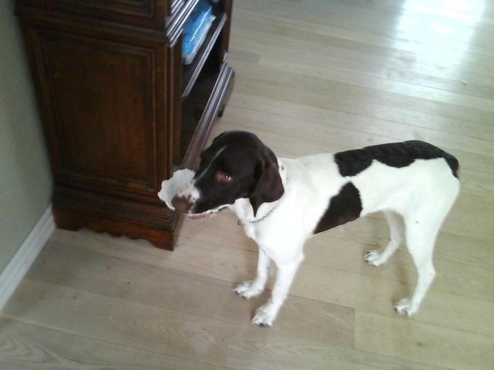 Blanding af racer Tilde (Frandsen) - Det var engang en fodbold, men ak ja. hun kan ikke dy sig.. :P billede 2