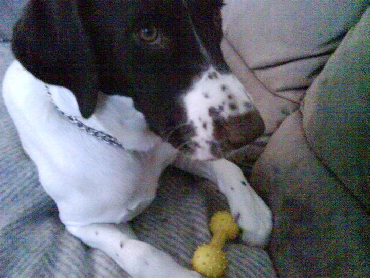 Blanding af racer Tilde (Frandsen) billede 3