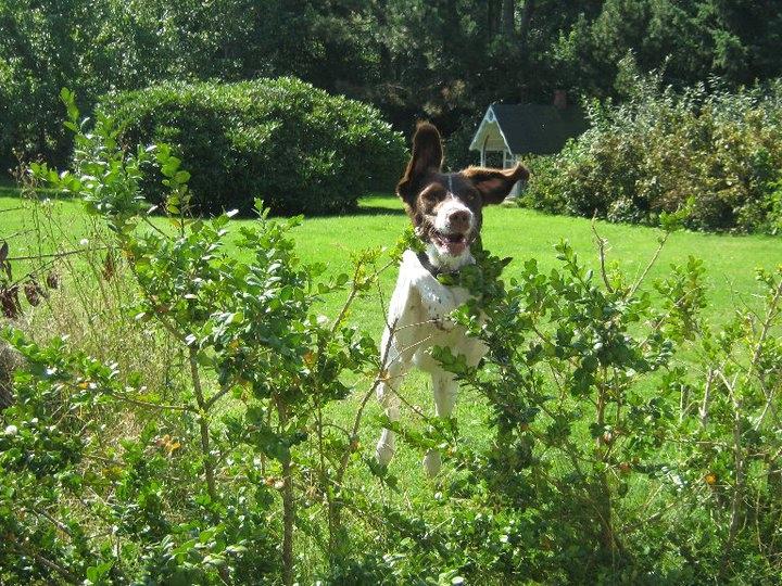 Blanding af racer Tilde (Frandsen) - Tilde springer over en hæk på 1 meter! billede 5