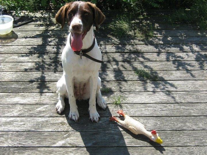 Blanding af racer Tilde (Frandsen) - Siiiiiit! ;) billede 6