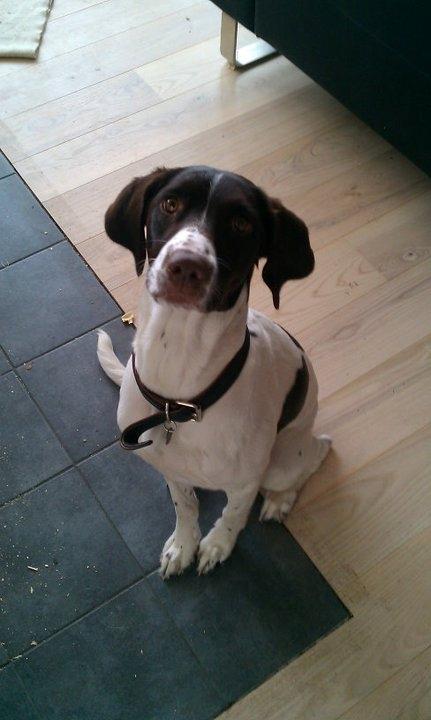 Blanding af racer Tilde (Frandsen) - Tilde venter pænt til vi åbner døren. billede 7