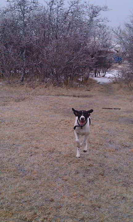 Blanding af racer Tilde (Frandsen) - TIIIIIIIIILDØØØØØØ'!!! billede 8