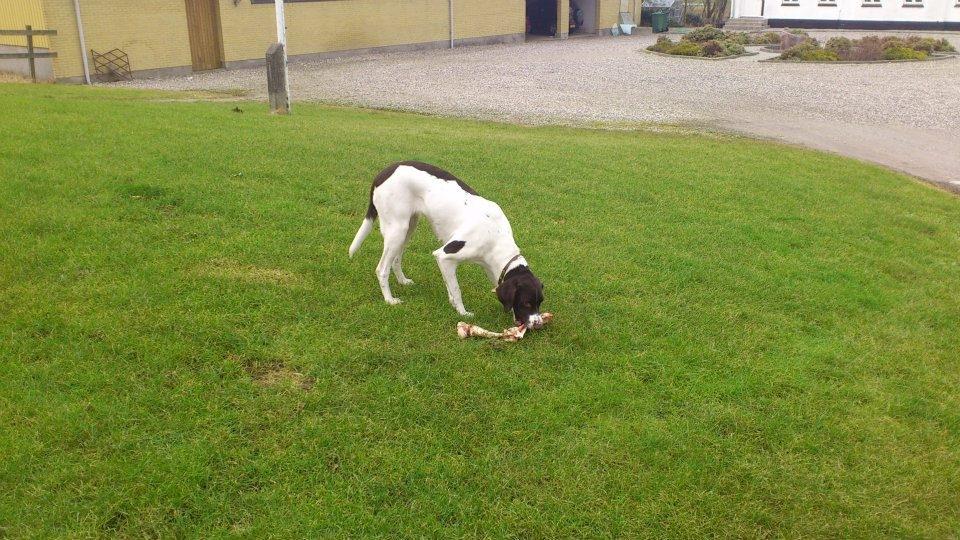 Blanding af racer Tilde (Frandsen) - Hvor er den?? billede 9