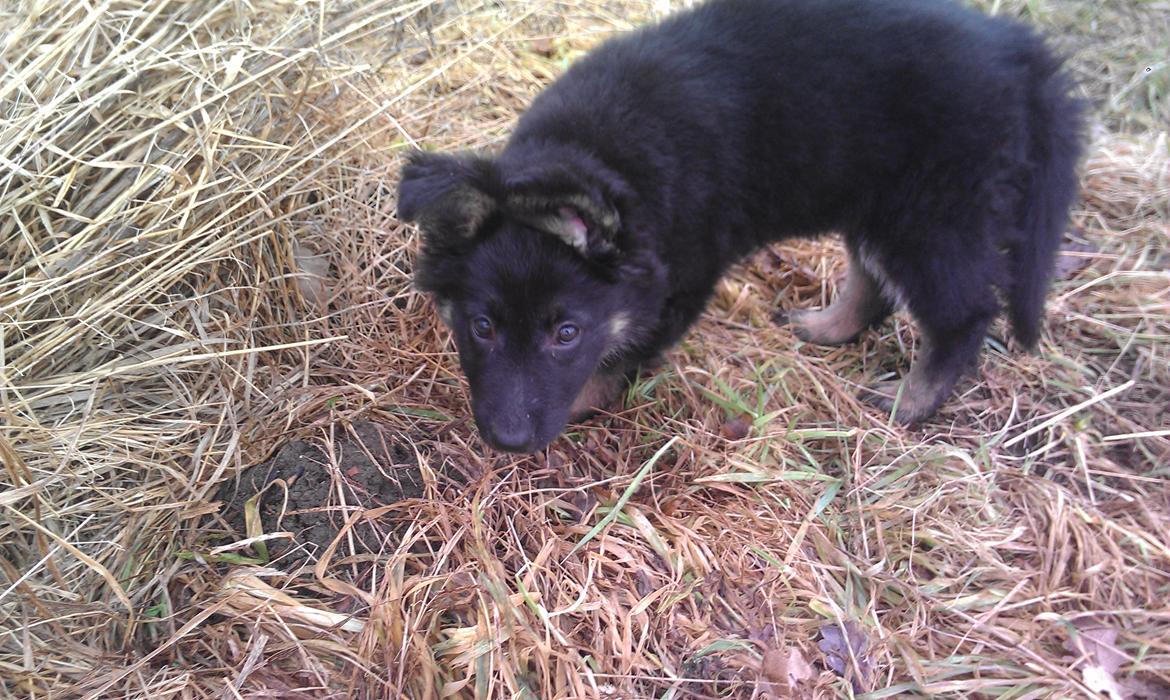 Schæferhund Aichia - 10 uger billede 3