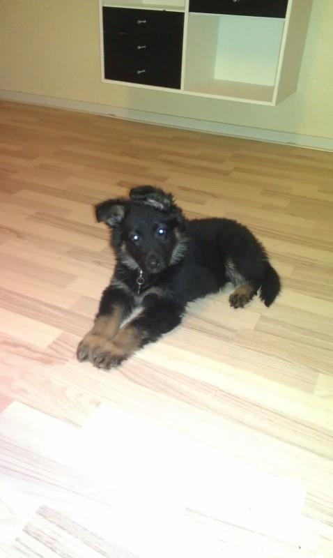 Schæferhund Aichia - 10 uger billede 4