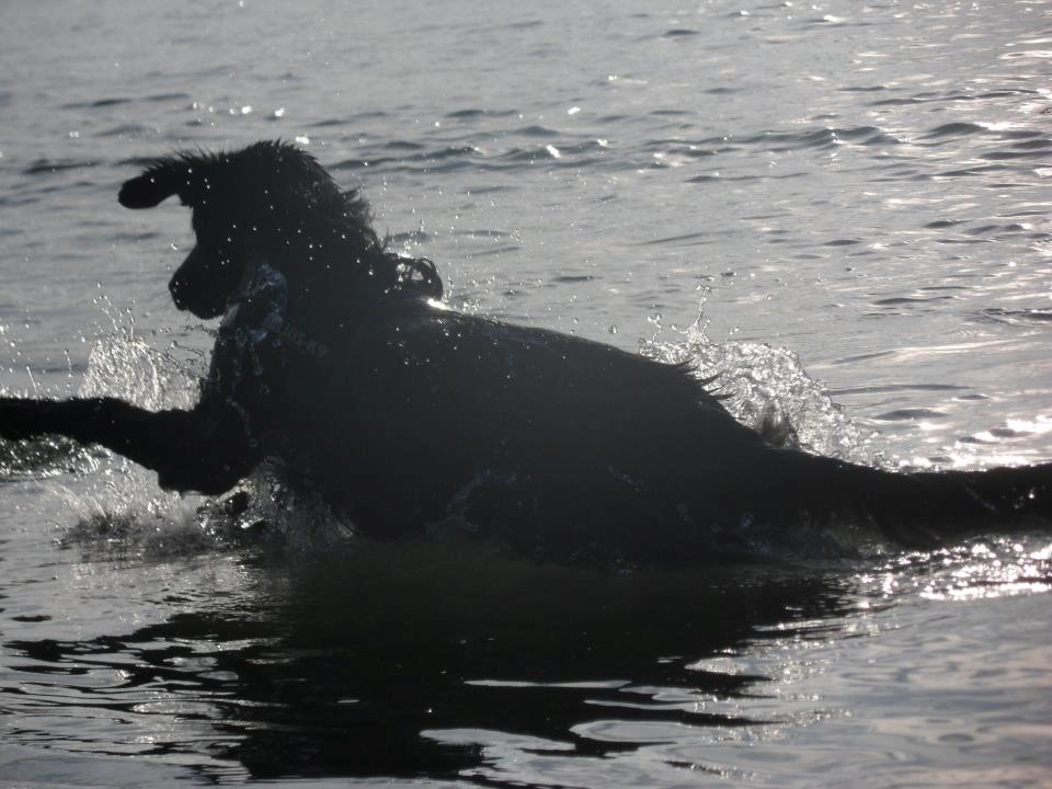 Blanding af racer Debbie billede 14