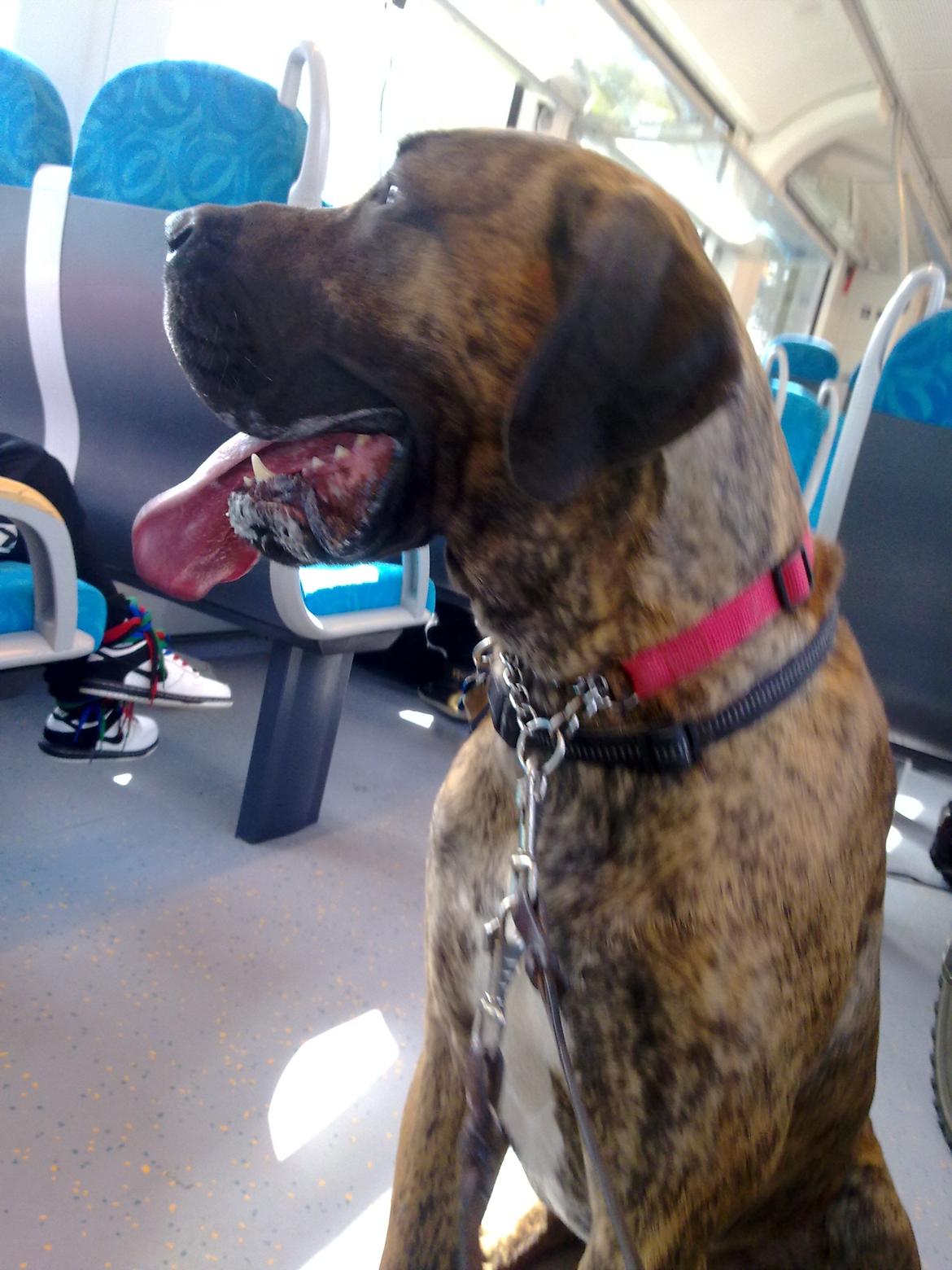 Grand danois Zeus - En tur fra Borris til Ringkøbing dyrecenter med tog billede 15