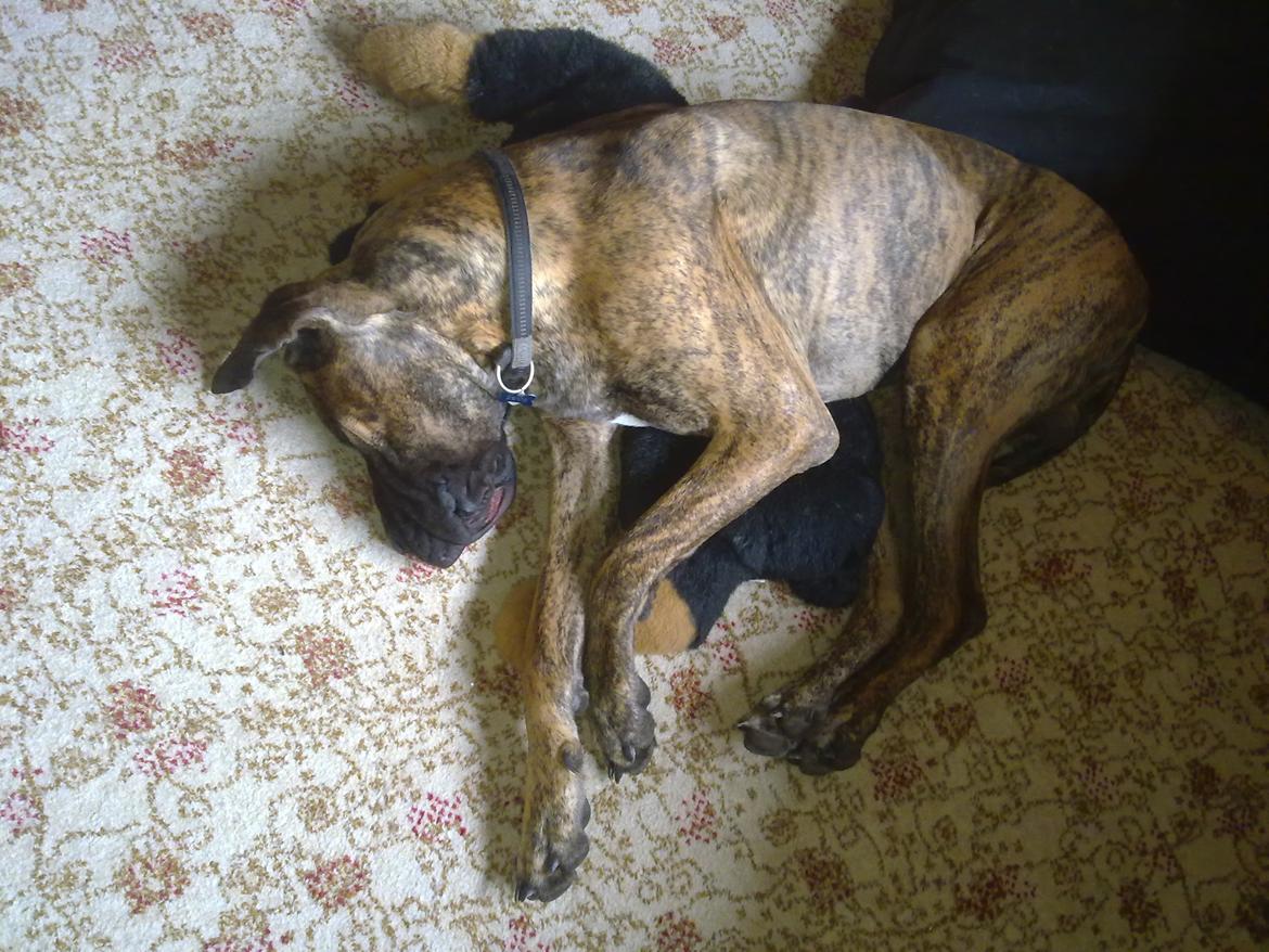 Grand danois Zeus - Zeus putter sig på ticcobamsen billede 16