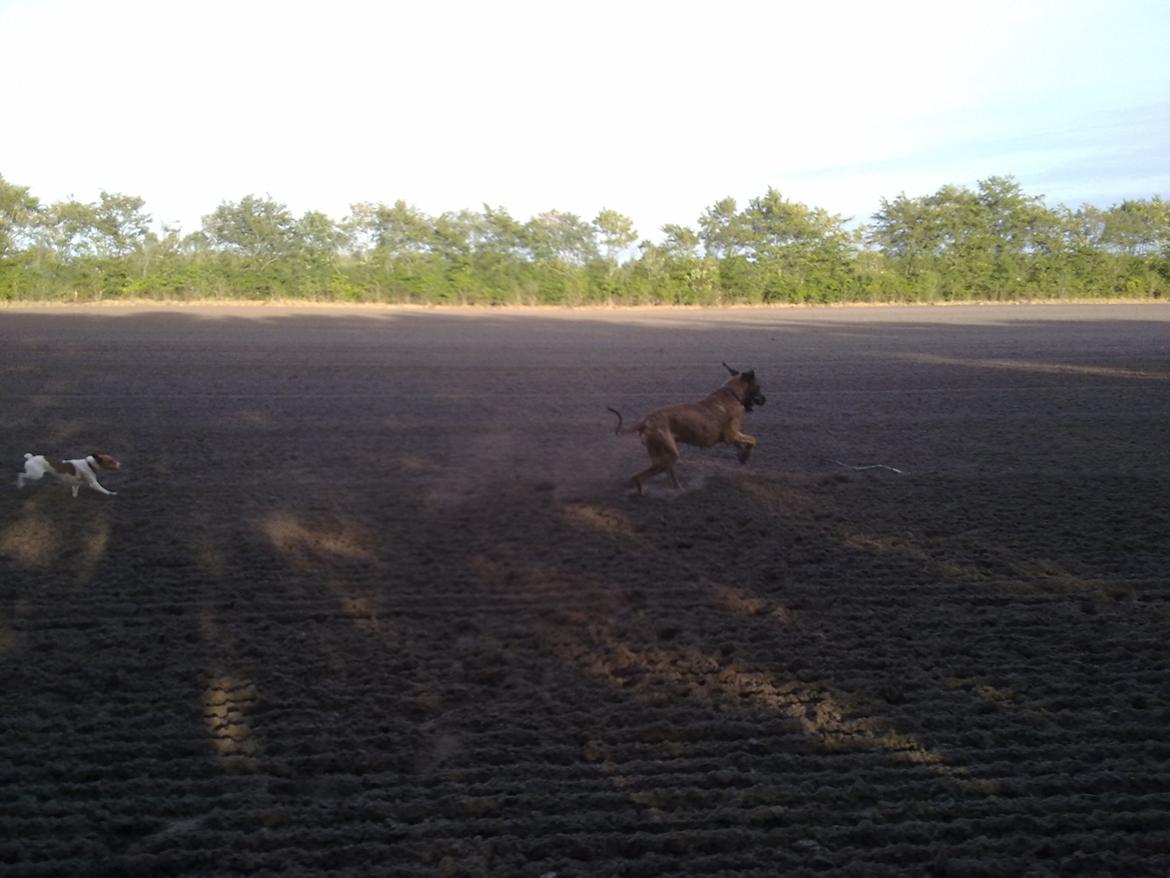 Grand danois Zeus - wuhuuu billede 17