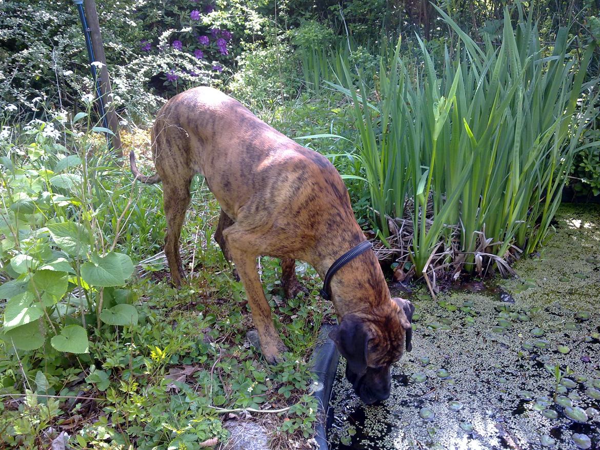 Grand danois Zeus - der noget der bevæger sig.. ??!!! billede 18