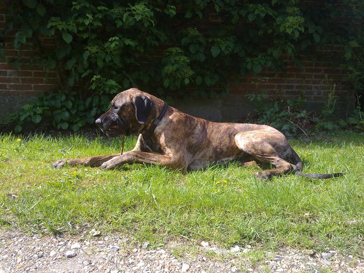 Grand danois Zeus - En tandrensning, laaangt inde bag diverse hudfolder og læber billede 19