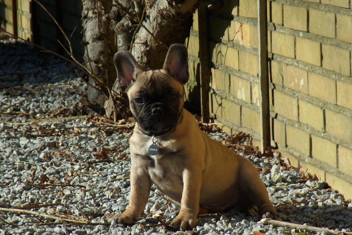 Fransk bulldog Douglas - 10 uger. billede 1