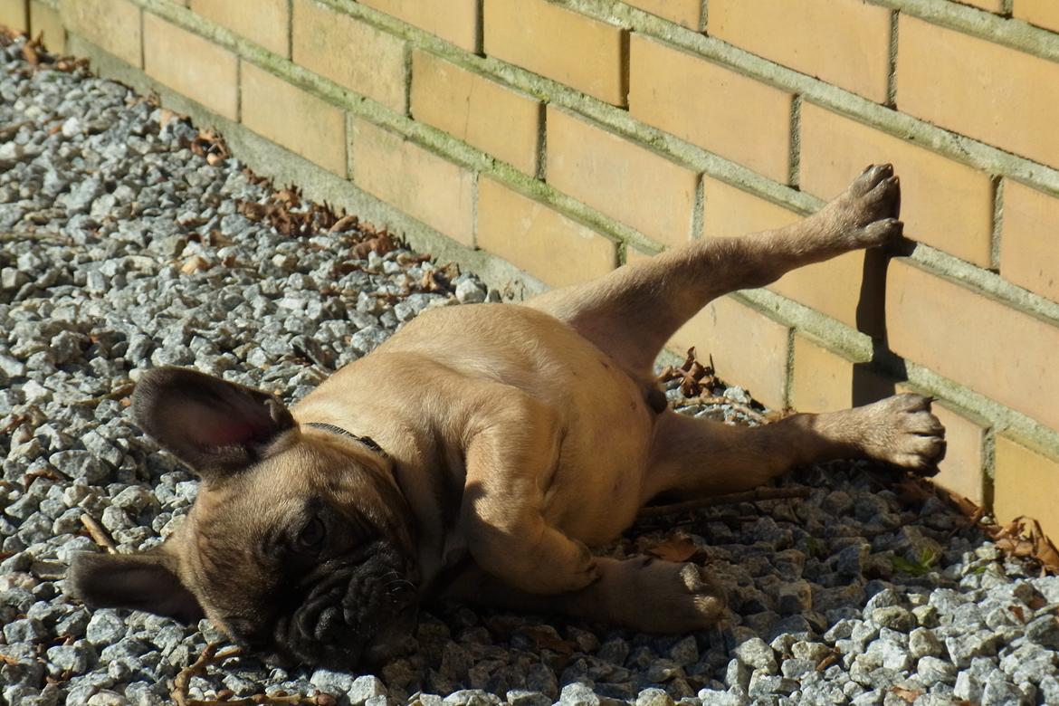 Fransk bulldog Douglas - Meget lettere at gnave med benet støttende mod væggen! billede 2