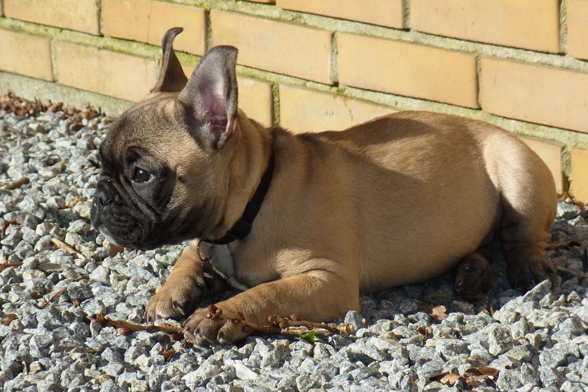 Fransk bulldog Douglas - 10 uger. billede 3