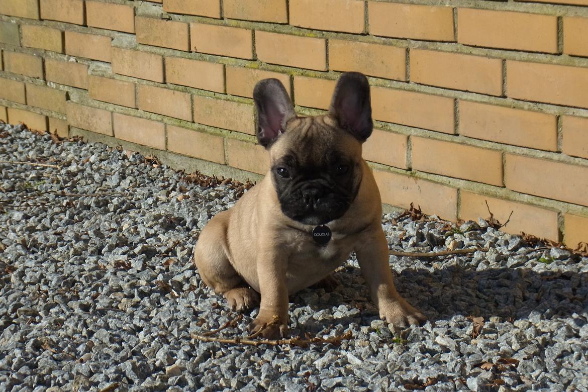 Fransk bulldog Douglas - 10 uger. billede 4