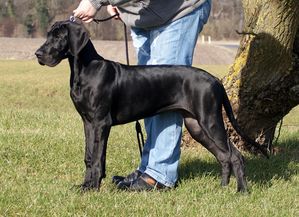 Grand danois *Ziba* billede 1