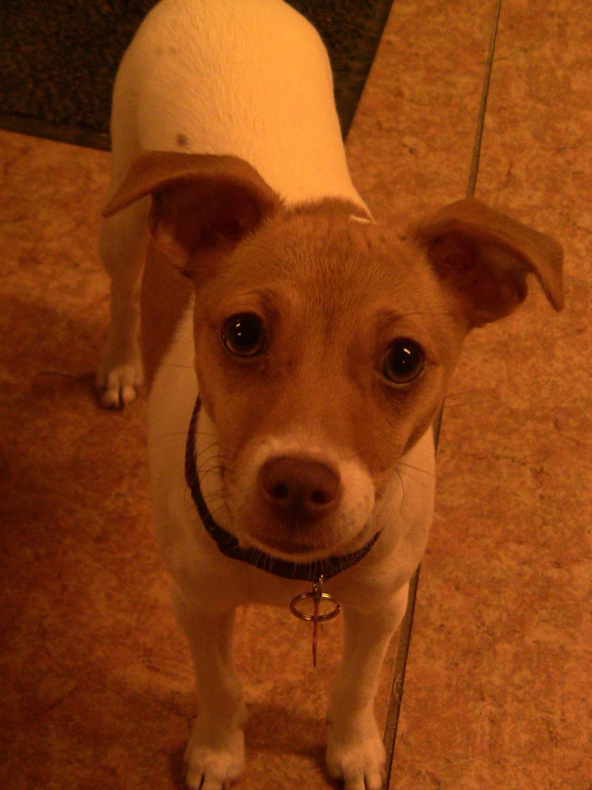 Dansk svensk gaardhund Lulu billede 3