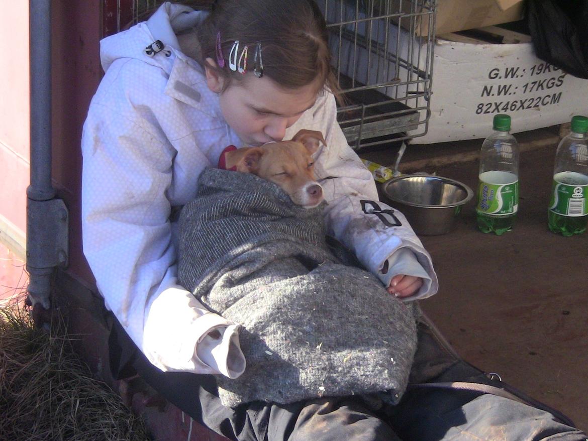 Dansk svensk gaardhund Lulu billede 4